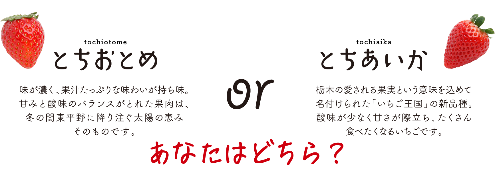 とちおとめ or とちあいか あなたはどちら？